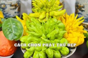 Bật mí 03 cách chọn phật thủ đẹp thờ Tết mang lại tài lộc