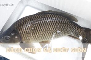 Cách chọn cá chép giòn ngon – Bạn đã biết?