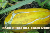 Chia sẻ 3 cách chọn dưa gang ngon, ngọt và mọng nước