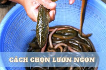 Cách chọn lươn ngon, tươi, đảm bảo ăn không bị tanh, nhớt