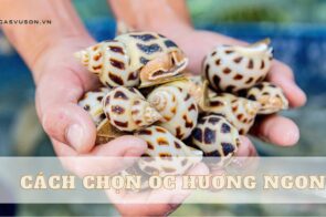 Mách bạn cách chọn ốc hương ngon từ A-Z như dân biển