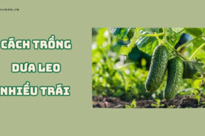 Cách trồng dưa leo nhiều trái giúp đạt năng suất vượt trội