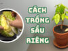 Hướng dẫn cách trồng sầu riêng đảm bảo chất lượng tốt