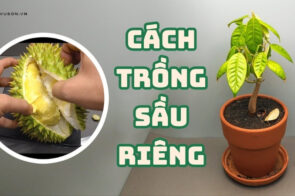 Hướng dẫn cách trồng sầu riêng đảm bảo chất lượng tốt