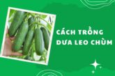 Cách trồng dưa leo chùm baby tươi ngon, ra quả nhanh