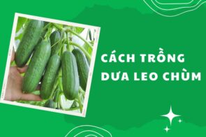 Cách trồng dưa leo chùm baby tươi ngon, ra quả nhanh