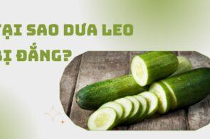 Tại sao dưa leo bị đắng? Cách trồng dưa không bị đắng cực hay